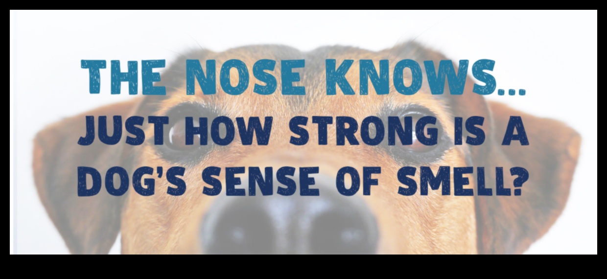 Deguns zina: Izpratne par suņu ožas spējām