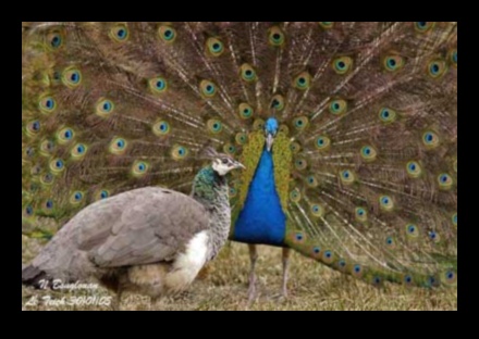 Spalvainie draugi Turpinājums: putni ar unikāliem pieklājības displejiem