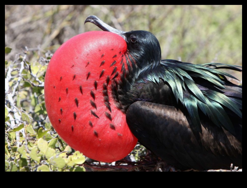 Spalvainie draugi Turpinājums: putni ar unikāliem pieklājības displejiem