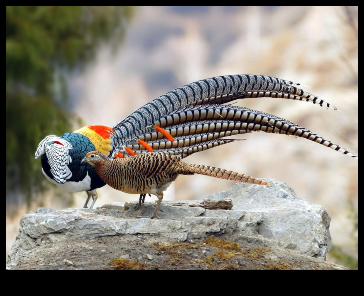 Spalvainie draugi Turpinājums: putni ar unikāliem pieklājības displejiem