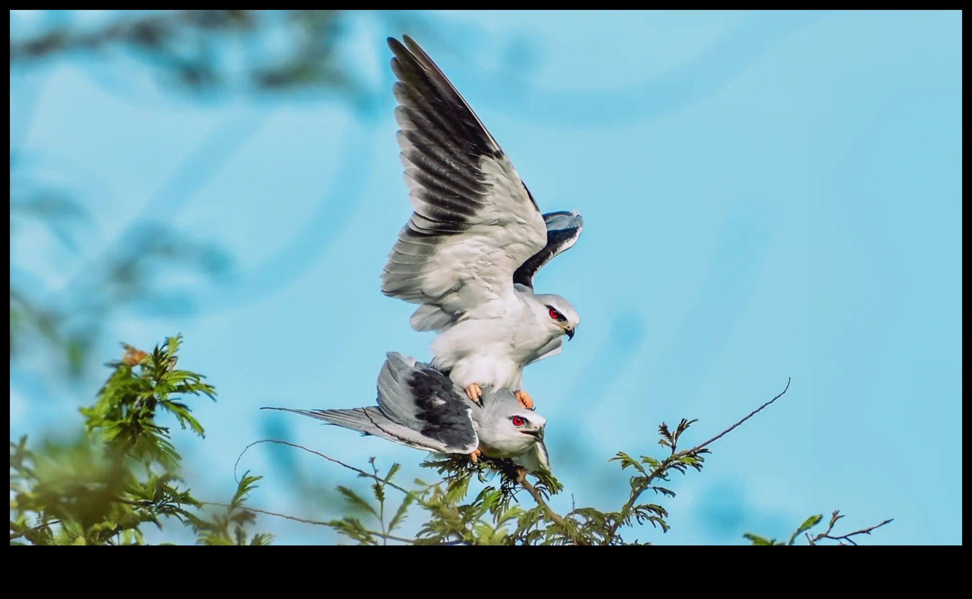 Spalvainie draugi Turpinājums: putni ar unikāliem pieklājības displejiem
