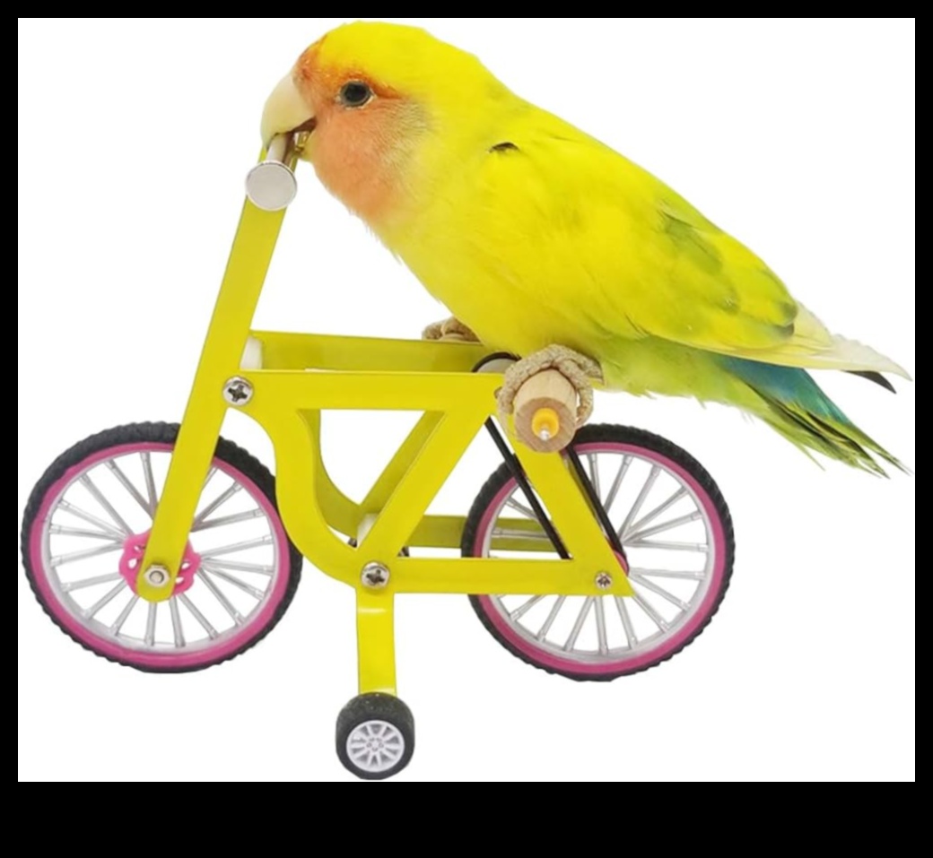 Putnu prāta spēles: izaiciniet mājdzīvnieku putnus ar mīklu rotaļlietām