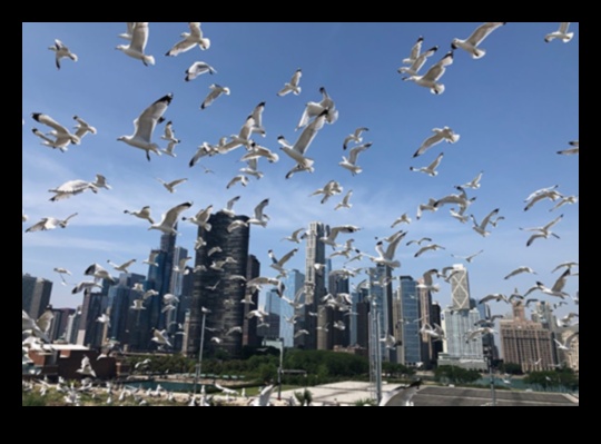 Putni pilsētas telpās: pielāgošanās pilsētas dzīvei