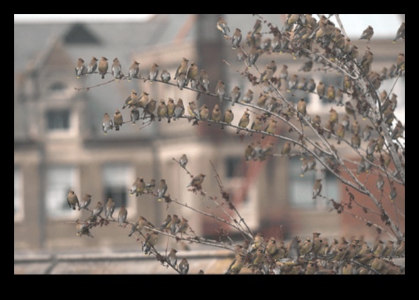 Putni pilsētas telpās: pielāgošanās pilsētas dzīvei