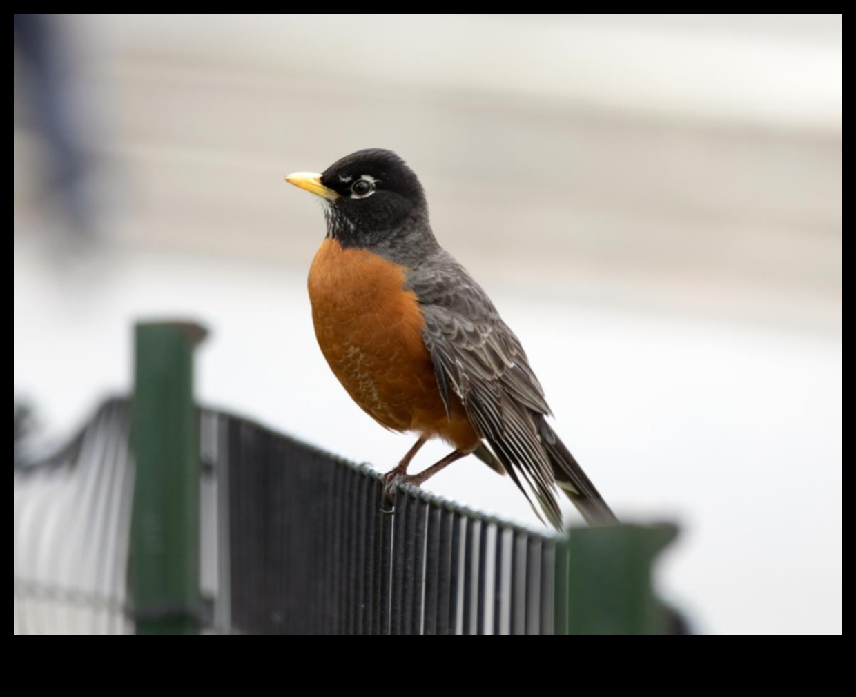Putni pilsētas telpās: pielāgošanās pilsētas dzīvei