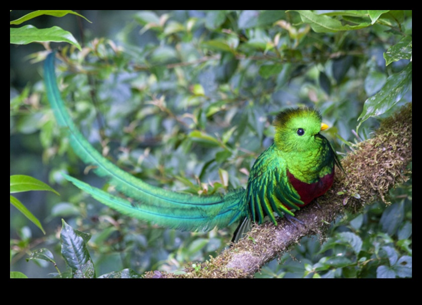 Birder's Bucket saraksts: putni, kas obligāti jāredz visā pasaulē
