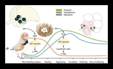 Spalvu ģimenes: ieskats putnu audzināšanas uzvedībā