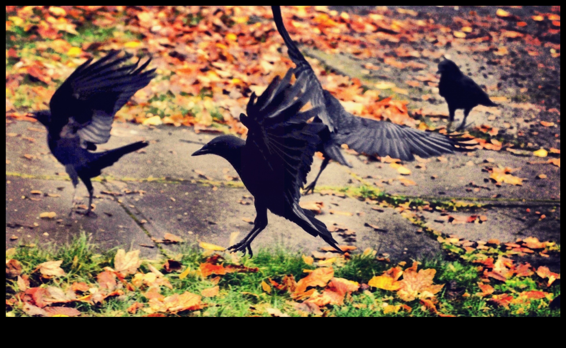 Spalvu ģimenes: ieskats putnu audzināšanas uzvedībā