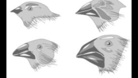 Beakonomika turpinājums: putnu knābju adaptīvā evolūcija