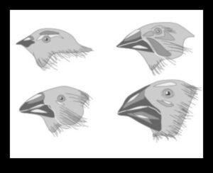 Beakonomika turpinājums: putnu knābju adaptīvā evolūcija