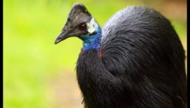 Birder's Bucket saraksts: putni, kas obligāti jāredz visā pasaulē