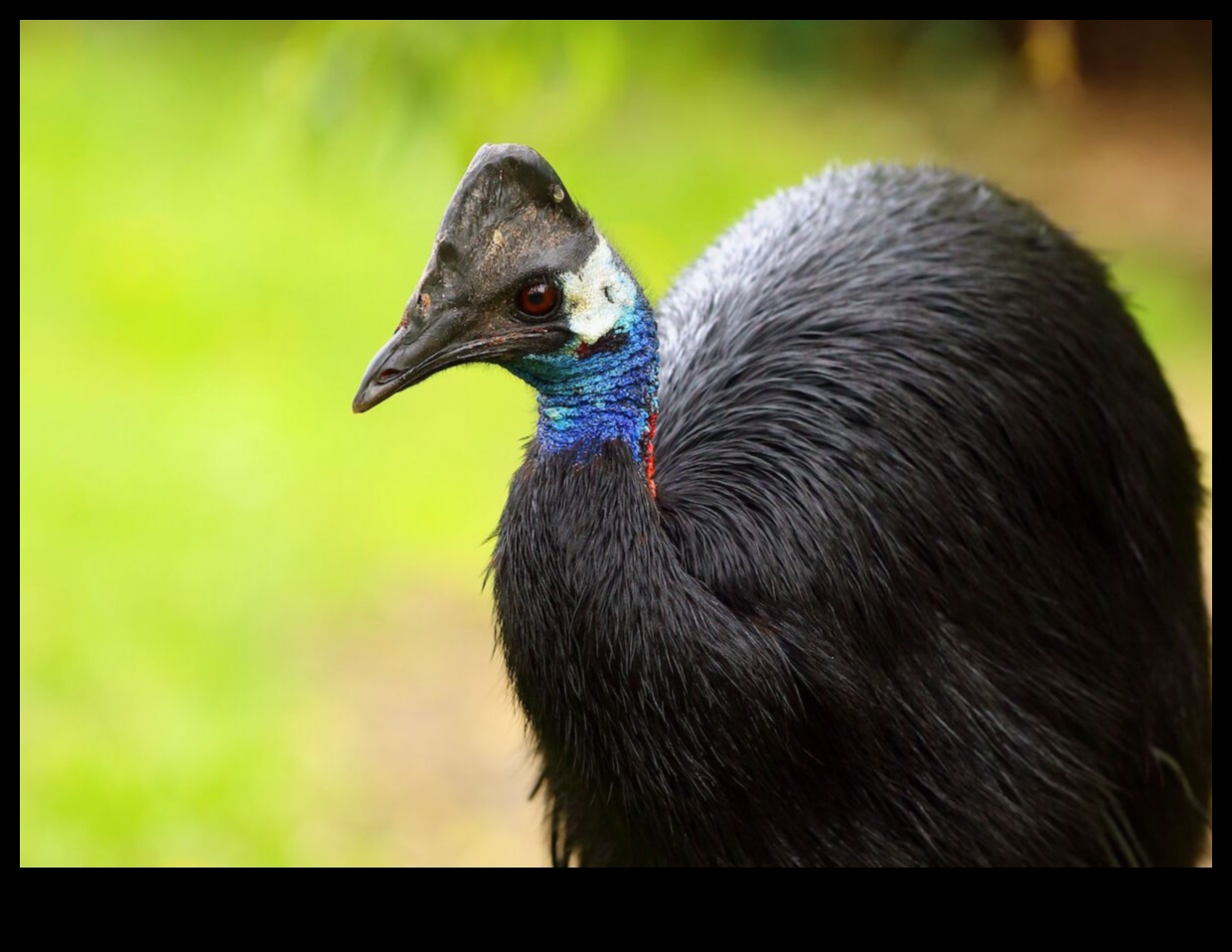 Birder's Bucket saraksts: putni, kas obligāti jāredz visā pasaulē