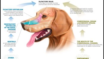 Deguns zina: Izpratne par suņu ožas spējām