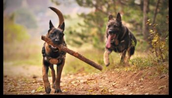 Dinamiskais duets: izpratne par saikni ar suni un tās kopšana