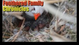 Spalvu ģimenes: ieskats putnu audzināšanas uzvedībā