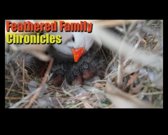 Spalvu ģimenes: ieskats putnu audzināšanas uzvedībā