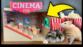 Kāmja mājas kinozāle: filmu vakaru rīkošana maziem mājdzīvniekiem