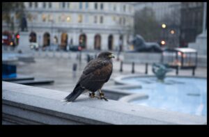 Putni pilsētas telpās: pielāgošanās pilsētas dzīvei