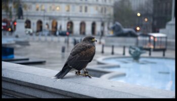 Putni pilsētas telpās: pielāgošanās pilsētas dzīvei