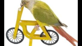 Putnu prāta spēles: izaiciniet mājdzīvnieku putnus ar mīklu rotaļlietām