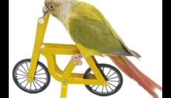 Putnu prāta spēles: izaiciniet mājdzīvnieku putnus ar mīklu rotaļlietām