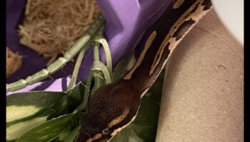 Rāpuļu lasīšanas laiks: stimulējošu vizuālo materiālu nodrošināšana mājdzīvnieku čūskām