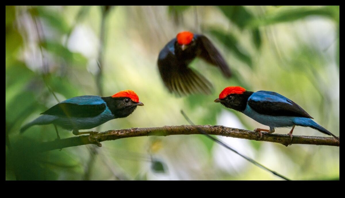 Spalvainie draugi Turpinājums: putni ar unikāliem pieklājības displejiem
