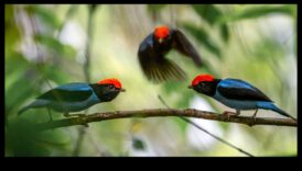 Spalvainie draugi Turpinājums: putni ar unikāliem pieklājības displejiem