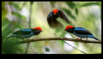 Spalvainie draugi Turpinājums: putni ar unikāliem pieklājības displejiem