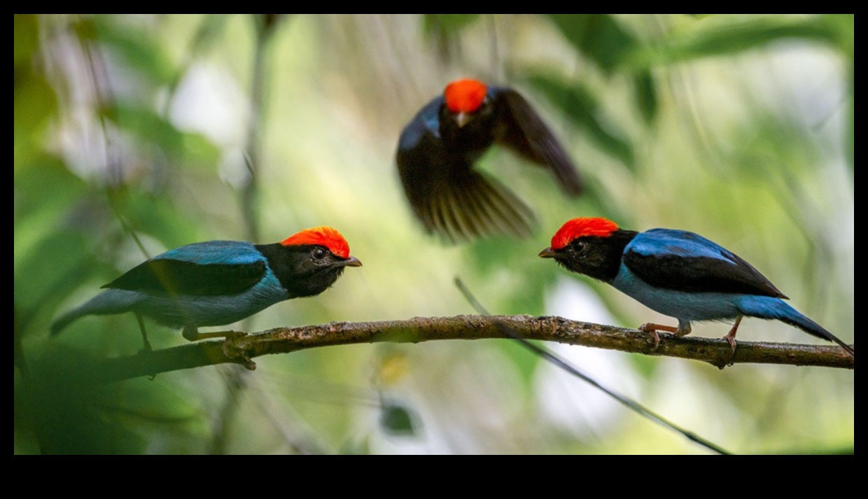 Spalvainie draugi Turpinājums: putni ar unikāliem pieklājības displejiem